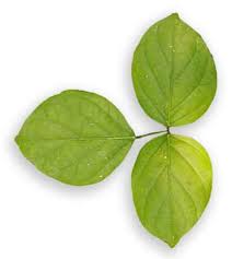 Image result for Canavalia cathartica