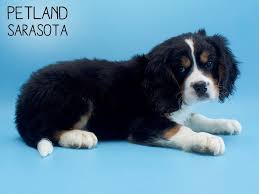 No two bernedoodles are identical. Miniature Bernese Mountain Dog Dog Female Tri 2367069 Petland Sarasota