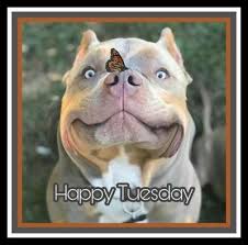 Dear tuesday, nobody likes you either. 100 Funny Tuesday Memes Pictures Images For Motivation