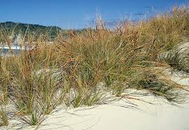 Image result for Ficinia