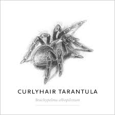 Check spelling or type a new query. Curlyhair Tarantula Krulhaarvogelspin Brachypelma Albopilosum