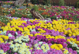 Vezi cele mai frumoase flori de toamna in gradina: Flori De Toamna Pentru Gradina