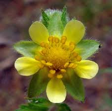 Image result for Platylepis glandulosa