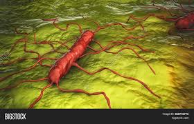 Listeria monocytogenes, a facultative anaerobe, intracellular bacterium, is the causative agent of listeriosis. Listeria Monocytogenes Image Photo Free Trial Bigstock