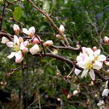 Image result for Kotschya speciosa