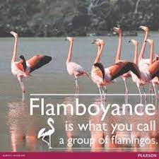 They flock together by the thousands on salt flats. A Group Of Flamingos Is Called A Flamboyance Flamingo Happy Facts Laugh