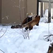 Double High Fives Gif Funny Cute Funny Animals Animals Beautiful Cute Baby Animals