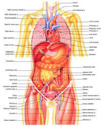 Your torso consists of two parts — the chest and the abdomen. Pin On Fifi
