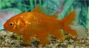 Geschlechtsunterschiede bei antennenwelsen geschlechtsunterschiede bei antennenwelsen. Gartenteichfische