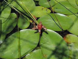 Image result for Brasenia