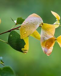 Image result for Colophospermum mopane
