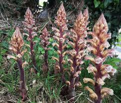 Image result for Orobanche
