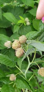 Check spelling or type a new query. Zmeura Buzau Maxenu Producator Home Facebook