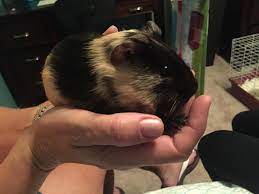That said, you'd be better off buying directly from a breeder at a reptile expo, or online. I M Allergic To Our Guinea Pig Can I Post An Ad At Petco To Find A New Home For Him Petcoach