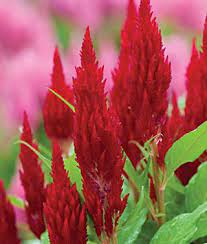 Fresh Look Red Celosia Seeds And Plants Annual Flower Garden Burpee Annual Flowers Flower Seeds Flowers