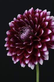 Beautiful Dahlia Flower Iphone Wallpaper Spring Flowers Wallpaper Flower Phone Wallpaper