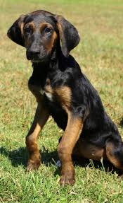 Black And Tan Coonhound Doberman Pinscher Mix Adopt Ava On Petfinder Redbone Coonhound Dogs Coonhound