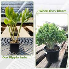 Image result for Crassula rhodesica