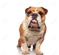 Cute Brown And White English Bulldog With Tongue Exposed Stretching Stock Photo Picture And Royalty Free Image Image 103868372
