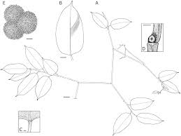 Image result for Hypselodelphys