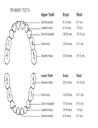 22 Printable Teeth Chart Forms And Templates Fillable