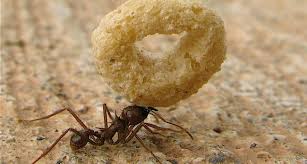Ants shall always make a beeline for your dog's food dish. How To Keep Ants Out Of Cat Food Bowl 6 Ways Cat Loves Best