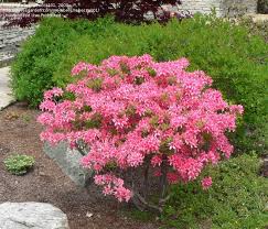 Azalea Rosy Lights Azaleas Garden Landscaping Plants Azaleas