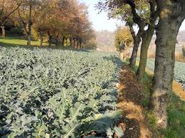 La sua terra d'origine ha una particolare caratteristica che riguarda il suolo: Il Broccolo Fiolaro Di Creazzo Storia E Curiosita Della Delizia Di Gennaio