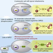 We did not find results for: Mitochondria We Don T Need No Stinking Mitochondria