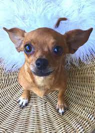 Adopt Tanya On Petfinder Chihuahua Puppies Cute Chihuahua Chihuahua Love