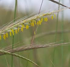 Image result for Trachypogon