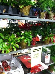 How to plant christmas cactus. Holiday Plant Clearance At Lowes How To Shop For Free With Kathy Spencer