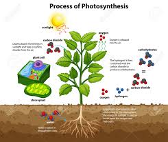 Check spelling or type a new query. Diagram Showing Process Of Photosynthesis With Plant And Cells Illustration Royalty Free Cliparts Vectors And Stock Illustration Image 143967163