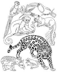 Free shipping on orders over $25 shipped by amazon Online Coloring Pages Animals Coloring Wild Animals Of The Amazon Animals