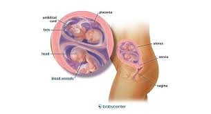 Fraternal Twins In The Womb 16 Weeks Babycenter