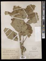 Image result for Abutilon angulatum