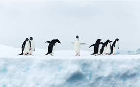 See more ideas about penguins, penguin images, penguin wallpaper. 1000 Best Penguin Mac Wallpapers Free Hd Download Allmacwallpaper