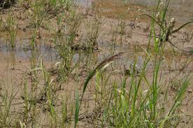 Image result for Panicum subalbidum