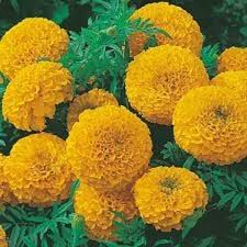 Dried marigold flowers for rabbits. African Marigold Yellow Plant Nature Rabbit