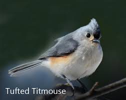 Christmas Bird Count Detroit Audubon
