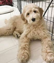 We did not find results for: Oregon Labradoodle Breeders Labradoodle Breeders Goldendoodle Breeders Puppies