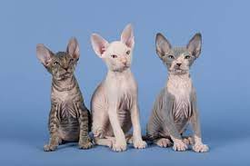 Ihre hauptmerkmale sind ihre kurzen beine und die sehr spärliche behaarung. Sphynx Katze Tierklinik De