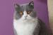 Blue And White British Shorthair Kitten