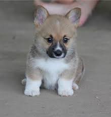 Find an animal shelter or rescue group. Find And Baby Corgi For Sale Near Me Socialized Corgis Home Is The Right Choice For Buy Corgi Baby Corgi Corgi Puppies For Sale Corgi Puppies For Sale Near Me