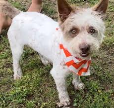 Rural TANK Animal Rescue