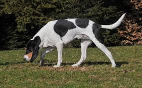 Image result for bernský honič