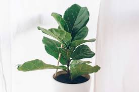 Now, indoor trees (which is what most of us own) rarely fruit. Fiddle Leaf Fig Dropping Leaves What To Do Garden Tabs