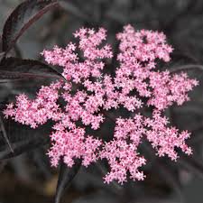 Mar 30, 2019 · 16. Thompson Morgan Hardy Perennial Flowering Elder Shrub Patio And Containers 1 X 9cm Pot Sambucus Black Beauty Potted Garden Plants Ideal For Wildlife Gardens Gardening Home Garden Store Nituv Net
