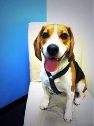 Our dedicated team of animal lovers is committed to delivering the most. Companion Pet Hospital 17 Photos 284 Reviews Veterinarians 1524 S 5th St Philadelphia Pa Phone Number Yelp