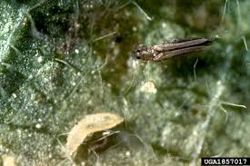 Maybe you would like to learn more about one of these? Viburnum Diseases Insect Pests Home Garden Information Center